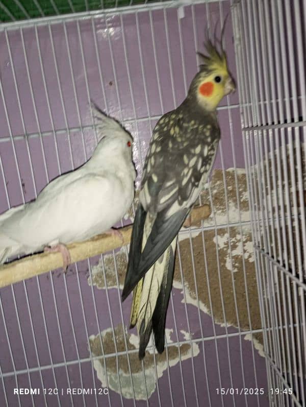 COCKTAIL BREEDER PAIR FOR SELL 1