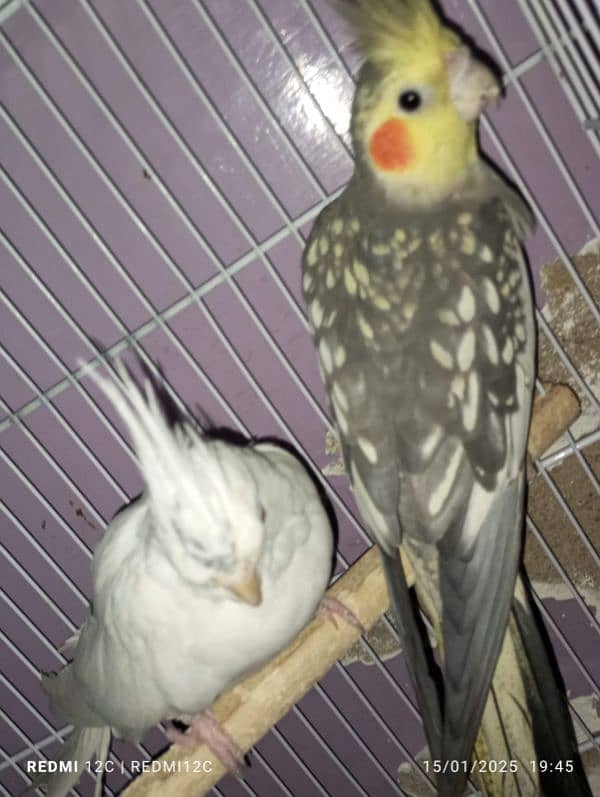 COCKTAIL BREEDER PAIR FOR SELL 2