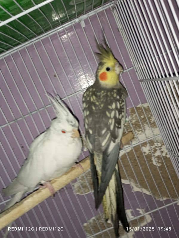 COCKTAIL BREEDER PAIR FOR SELL 5