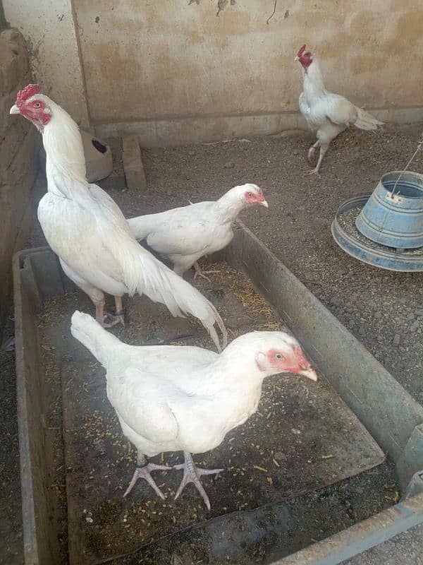 Egg of Aseel Hera full white  Egg 5