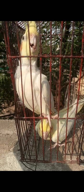 male Albino female 7