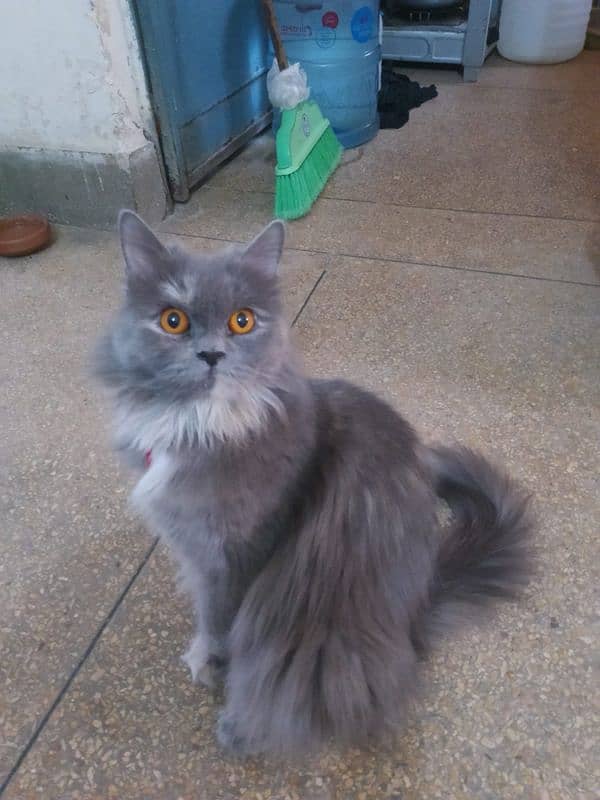 Persian Female Triple Coate 3