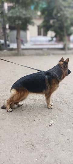 Long Coat GSDCP Pedigree