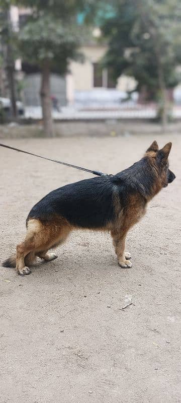 Long Coat GSDCP Pedigree 0