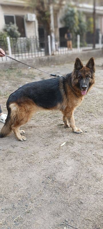 Long Coat GSDCP Pedigree 2