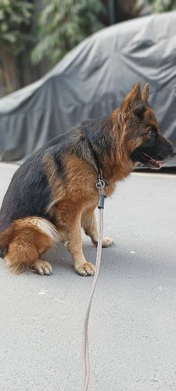 Long Coat GSDCP Pedigree 3