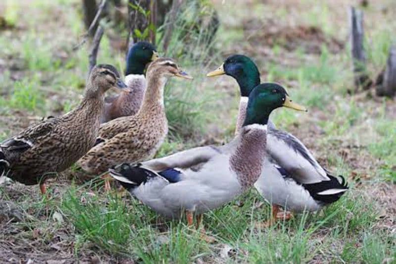 mallard ducks available price is for 1 piece 1