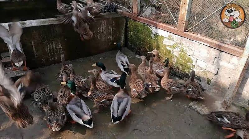 mallard ducks available price is for 1 piece 2