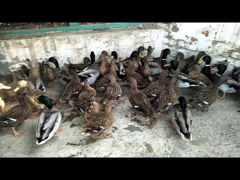 mallard ducks available price is for 1 piece 3