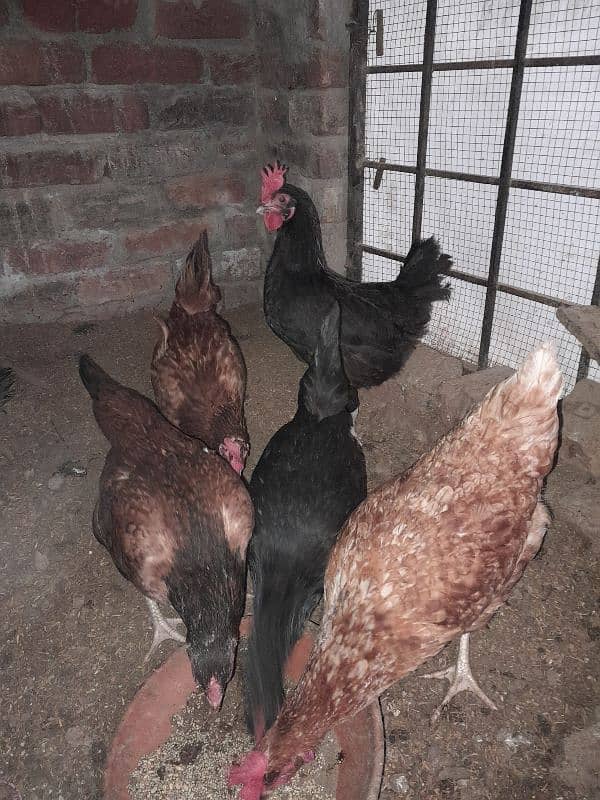 Egg laying hens 0