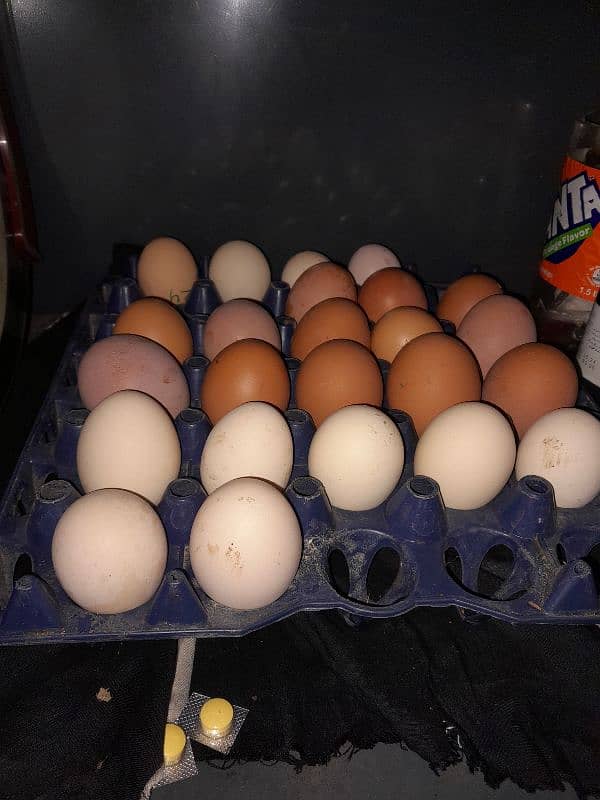 Egg laying hens 1