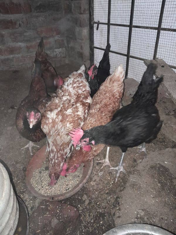 Egg laying hens 2