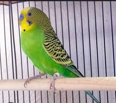 beautiful budgie green colour good health and home bread for sale