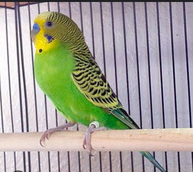 beautiful budgie green colour good health and home bread for sale 0