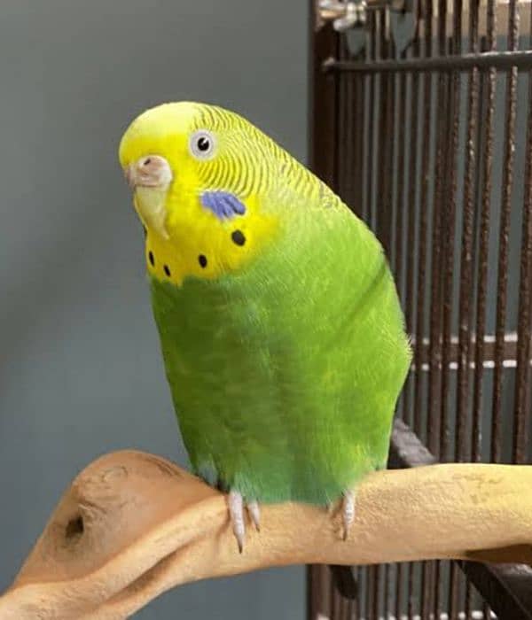 beautiful budgie green colour good health and home bread for sale 1