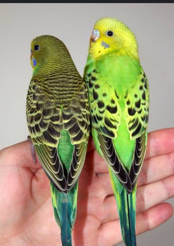 beautiful budgie green colour good health and home bread for sale 2