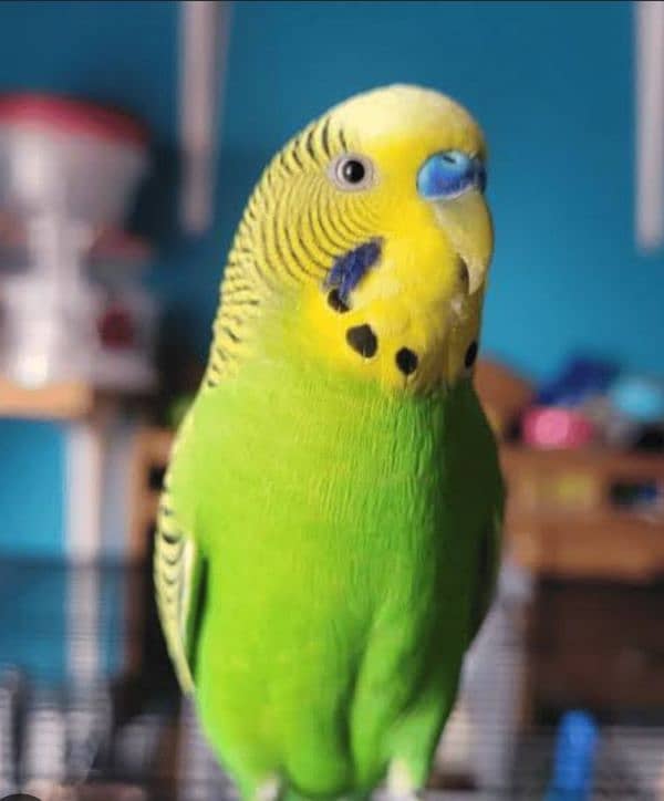 beautiful budgie green colour good health and home bread for sale 3