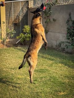 imported Belgian Malinois male puppy