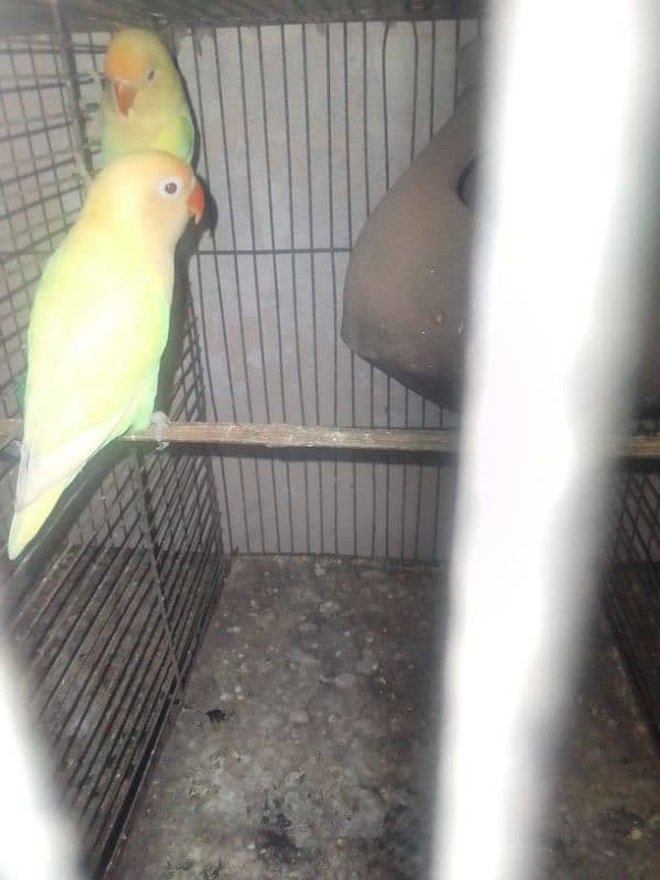 parrot 1