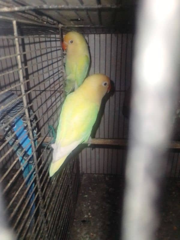 parrot 2