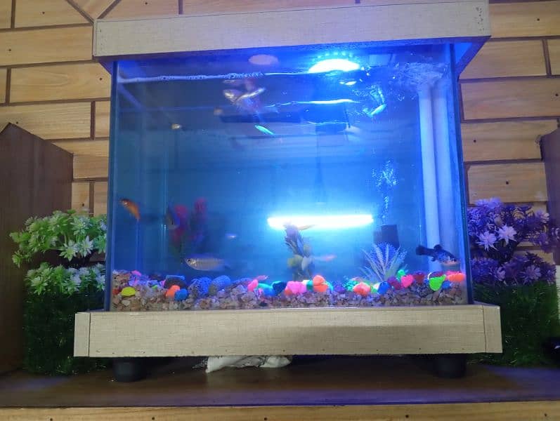 selling my two new fish Aquariums 5