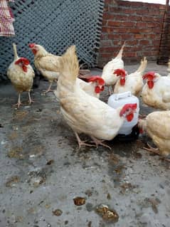 layer hens for sale