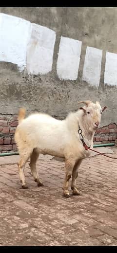 pure gulabi teddy breeder bakra