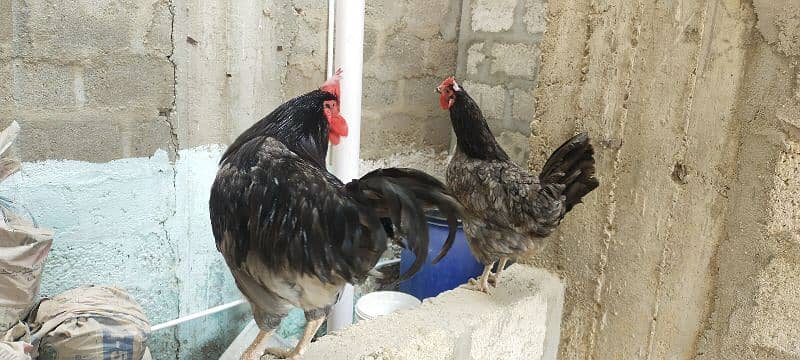 Blue Australorp Breeder Pair 2