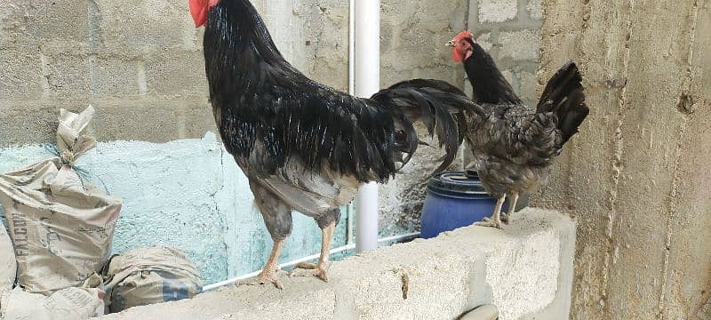 Blue Australorp Breeder Pair 3