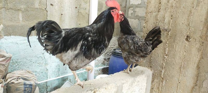 Blue Australorp Breeder Pair 4