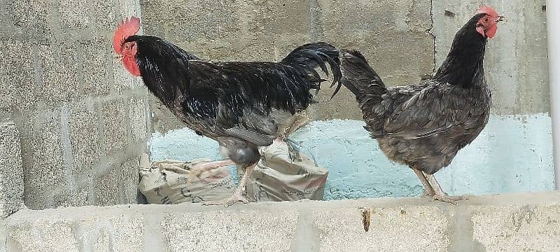 Blue Australorp Breeder Pair 5