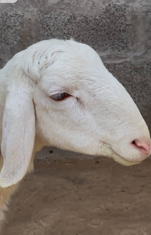 Turkey Dumba II Sheep Pair For sale II Goat Chatra II Kajla Pair II 2