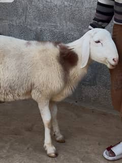 Turkey Dumba II Sheep Pair For sale II Goat Chatra II Kajla Pair II