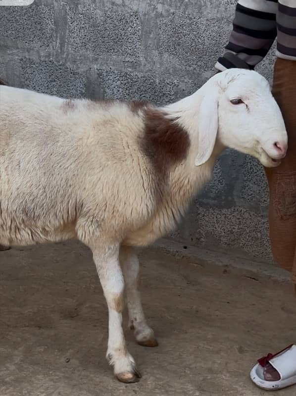 Turkey Dumba II Sheep Pair For sale II Goat Chatra II Kajla Pair II 0