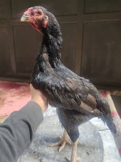 pure Afghani aseel hen