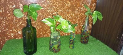 Money Plants Live Plants With Orbeez Colourful Water Jelly balls