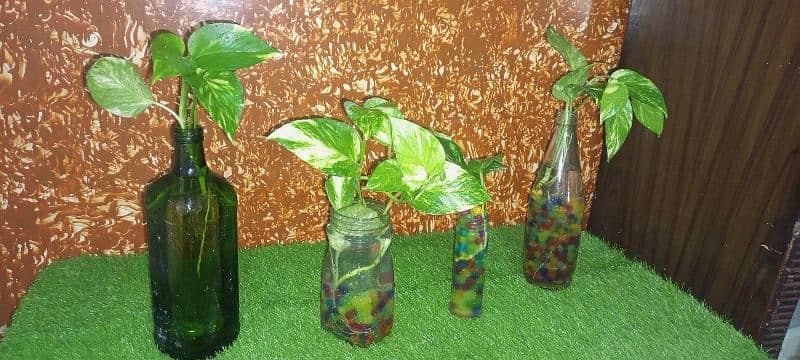 Money Plants Live Plants With Orbeez Colourful Water Jelly balls 0