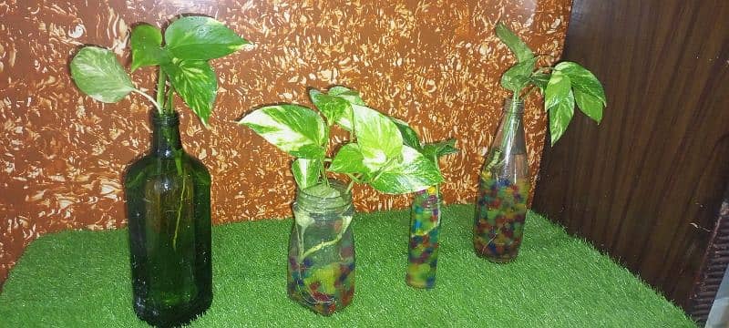 Money Plants Live Plants With Orbeez Colourful Water Jelly balls 1