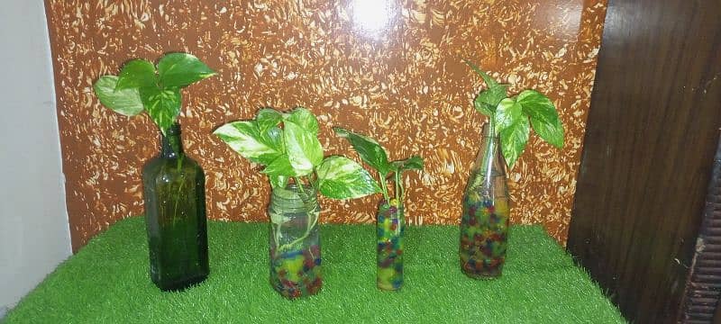 Money Plants Live Plants With Orbeez Colourful Water Jelly balls 2