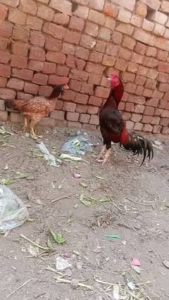 aseel pair murga murgi chicks patha pathi add read plz