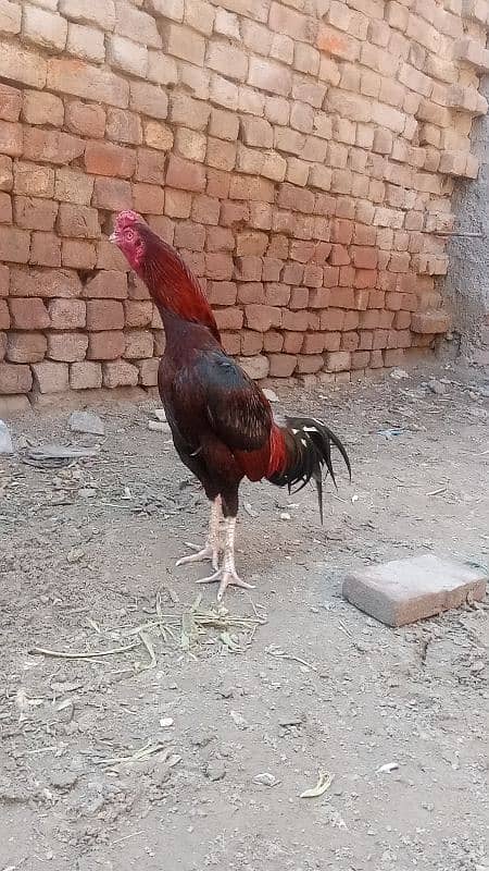 aseel pair murga murgi chicks patha pathi add read plz 1