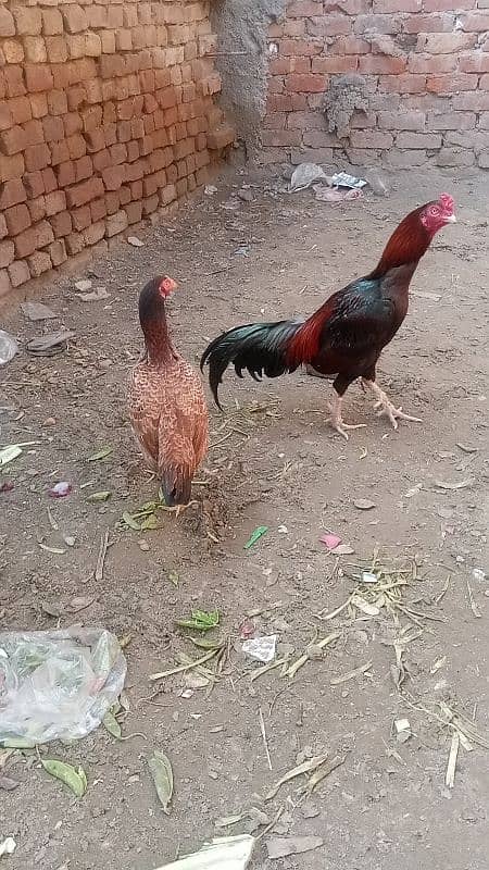 aseel pair murga murgi chicks patha pathi add read plz 2