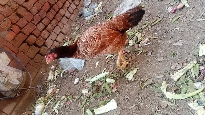 aseel pair murga murgi chicks patha pathi add read plz 5