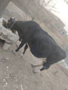 imported cow for sale