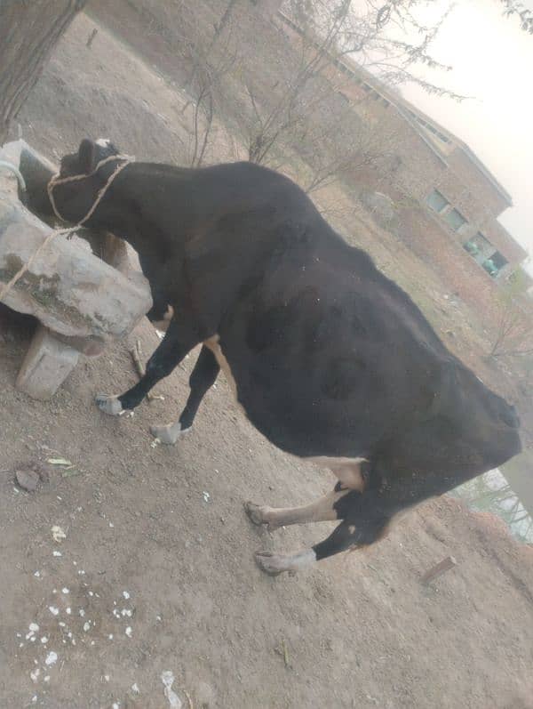 imported cow for sale 0