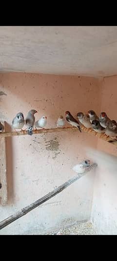 Finches 0/3/1/0/7/6/1/6/7/2/0