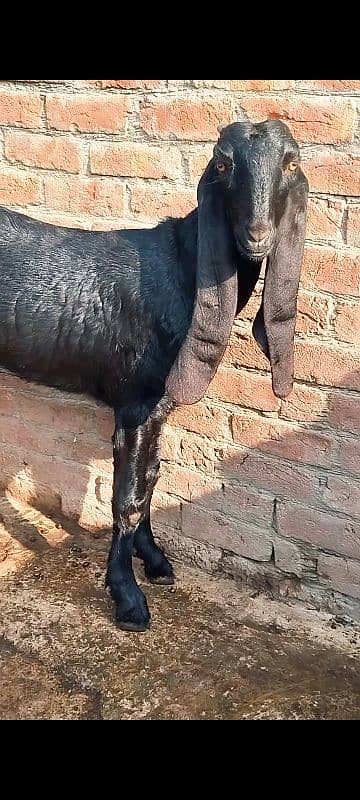 Pure / Desi / Bakri / Path / cros 2