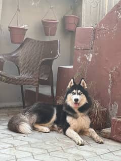 pedigree Siberian husky