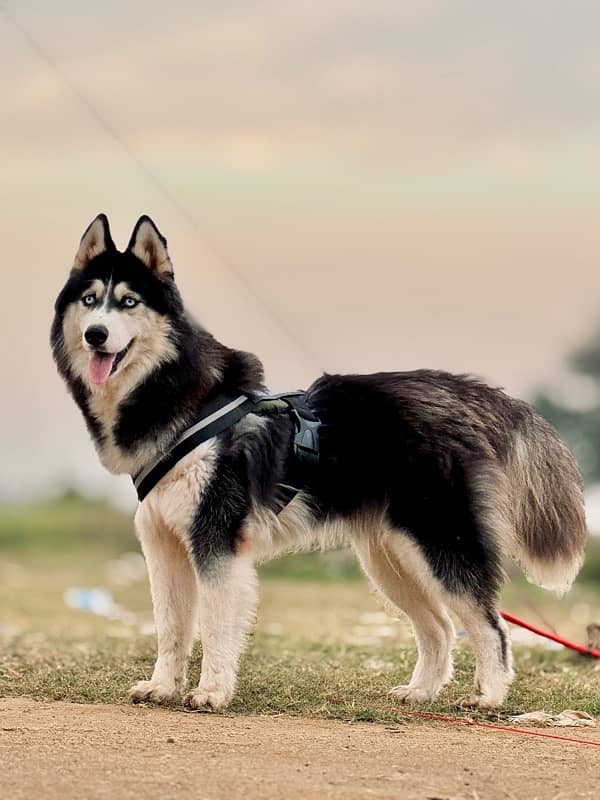 pedigree Siberian husky 0