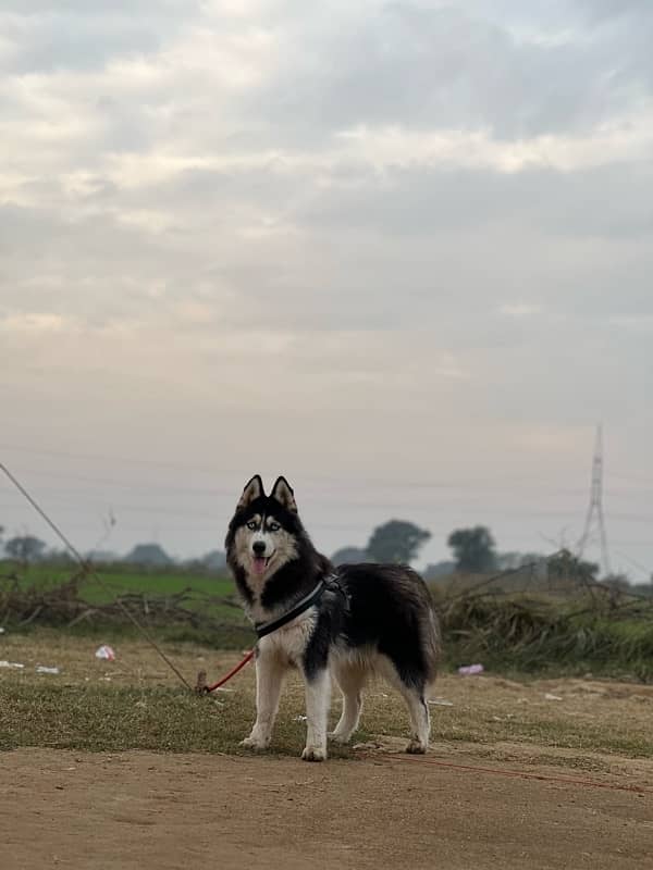 pedigree Siberian husky 4